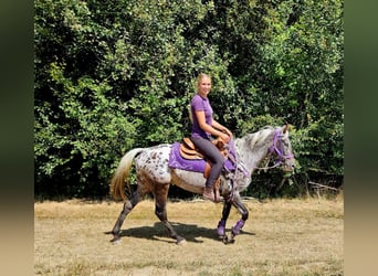 Appaloosa, Stute, 13 Jahre, 148 cm, Tigerschecke