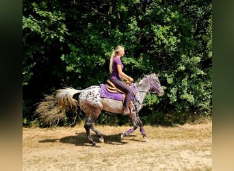 Appaloosa, Stute, 13 Jahre, 148 cm, Tigerschecke
