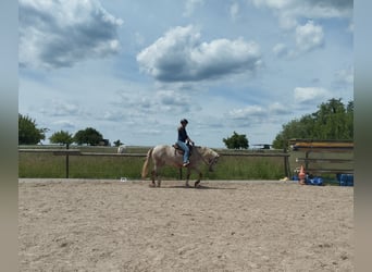Appaloosa Mix, Stute, 13 Jahre, 149 cm, Roan-Red