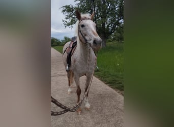 Appaloosa Mix, Stute, 13 Jahre, 149 cm, Roan-Red
