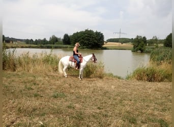 Appaloosa, Stute, 13 Jahre, 151 cm, White