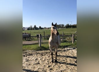 Appaloosa, Stute, 13 Jahre, 165 cm, Braunfalbschimmel