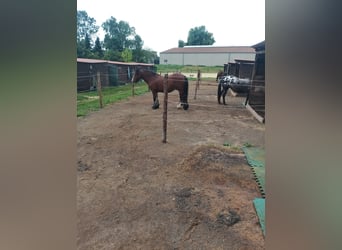 Appaloosa, Stute, 14 Jahre, 148 cm, Apfelschimmel