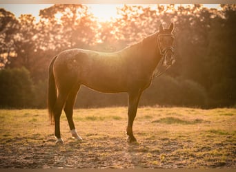 Appaloosa, Stute, 14 Jahre, 148 cm, Brauner