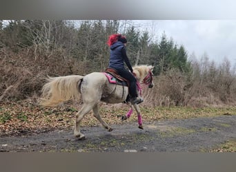 Appaloosa, Stute, 14 Jahre, 148 cm, Schecke