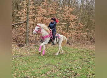 Appaloosa, Stute, 14 Jahre, 148 cm, Schecke