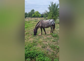 Appaloosa, Stute, 14 Jahre, 149 cm, Tigerschecke