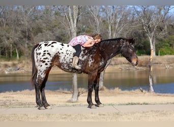 Appaloosa, Stute, 14 Jahre, 152 cm