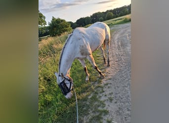 Appaloosa, Stute, 14 Jahre, Red Dun