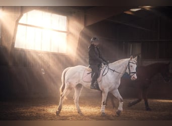 Appaloosa, Stute, 14 Jahre, Red Dun