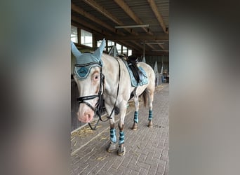 Appaloosa, Stute, 14 Jahre, Red Dun