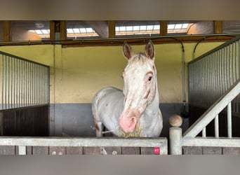 Appaloosa, Stute, 14 Jahre, Red Dun
