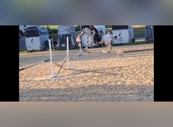 Appaloosa, Stute, 14 Jahre, Red Dun