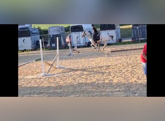 Appaloosa, Stute, 14 Jahre, Red Dun