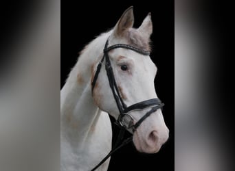 Appaloosa, Stute, 14 Jahre, Red Dun