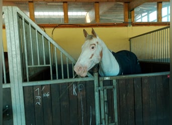 Appaloosa, Stute, 14 Jahre, Red Dun