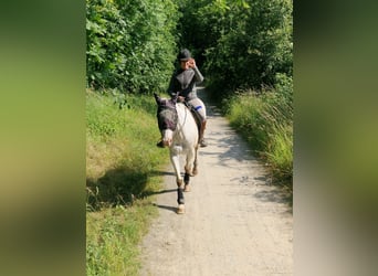 Appaloosa, Stute, 14 Jahre, Red Dun