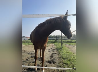 Appaloosa, Stute, 15 Jahre, 143 cm, Fuchs