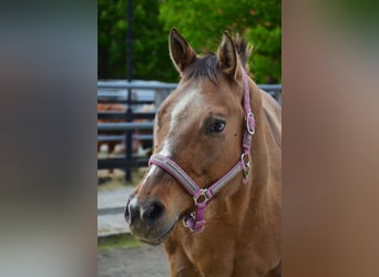 Appaloosa, Stute, 15 Jahre, 155 cm, Brauner