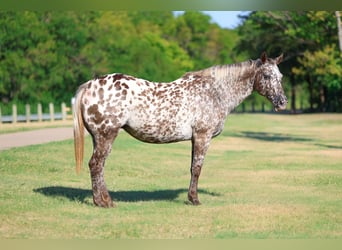 Appaloosa, Stute, 15 Jahre