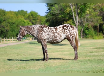 Appaloosa, Stute, 15 Jahre