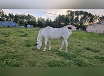Appaloosa, Stute, 16 Jahre, 150 cm, White