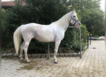 Appaloosa, Stute, 16 Jahre, 158 cm, Schimmel