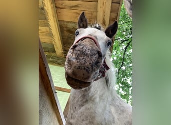 Appaloosa Mix, Stute, 17 Jahre, 110 cm