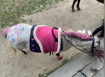 Appaloosa Mix, Stute, 17 Jahre, 110 cm