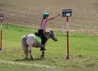 Appaloosa Mix, Stute, 17 Jahre, 110 cm