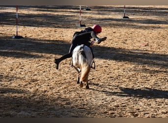 Appaloosa Mix, Stute, 17 Jahre, 110 cm