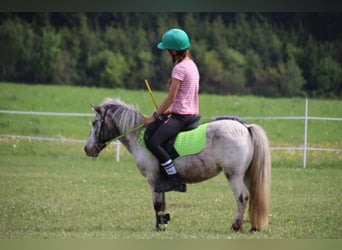 Appaloosa Mix, Stute, 17 Jahre, 110 cm