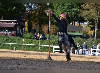 Appaloosa Mix, Stute, 17 Jahre, 110 cm