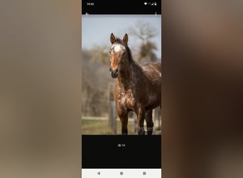 Appaloosa, Stute, 17 Jahre, 155 cm, Brauner