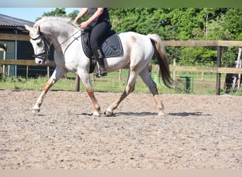 Appaloosa, Stute, 18 Jahre, 148 cm, Roan-Red