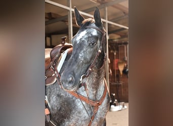 Appaloosa Mix, Stute, 18 Jahre, 165 cm, Tigerschecke