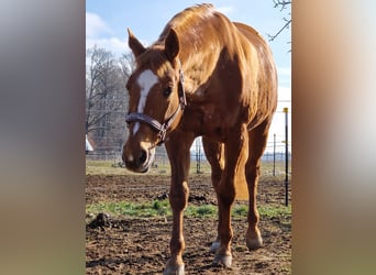 Appaloosa, Stute, 18 Jahre