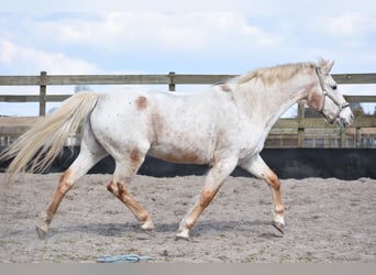 Appaloosa, Stute, 19 Jahre, 148 cm
