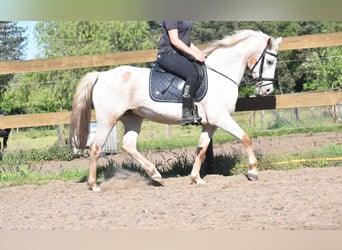 Appaloosa, Stute, 19 Jahre, 148 cm, Roan-Red