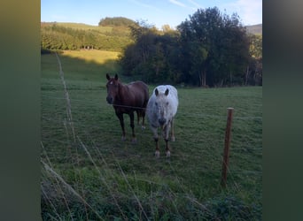 Appaloosa Mix, Stute, 19 Jahre, 163 cm