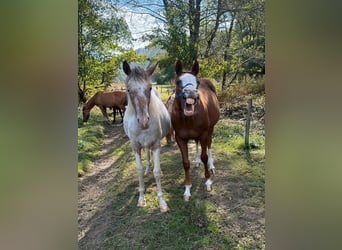 Appaloosa Mix, Stute, 1 Jahr, 150 cm