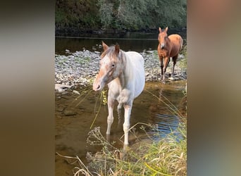 Appaloosa Mix, Stute, 1 Jahr, 150 cm