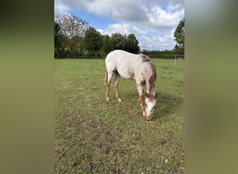 Appaloosa, Stute, 1 Jahr, 152 cm, Fuchs