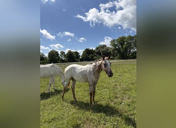 Appaloosa, Stute, 1 Jahr, 152 cm, Fuchs