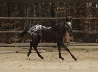Appaloosa Mix, Stute, 1 Jahr, 155 cm, Rappe