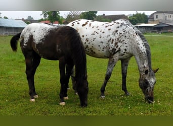 Appaloosa, Stute, 1 Jahr, 156 cm, Rappe