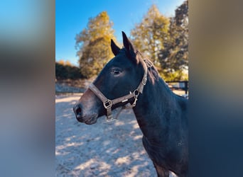 Appaloosa, Stute, 1 Jahr, Rappe