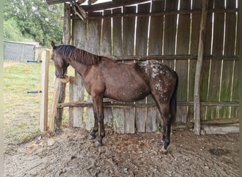 Appaloosa, Stute, 1 Jahr, Schwarzbrauner