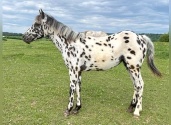 Appaloosa, Stute, 1 Jahr, Tigerschecke