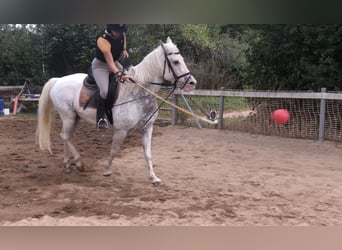 Appaloosa, Stute, 20 Jahre, 156 cm, Schimmel